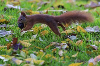 Squirrel sprints with nuts through colorful leaves, stretched body and soft background accentuate