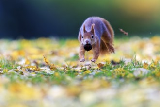 Squirrels with nuts jumping across leafy grass, lots of space and soft light create an airy autumn