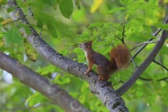Squirrel on a branch looks up attentively, fresh green and soft lighting create a light, hopeful