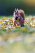 Delicate portrait format: squirrel holding a nut in soft light, squirrel (Sciurus vulgaris),