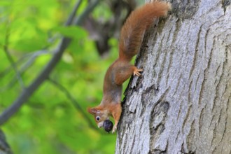 Squirrel climbs upside down a tree trunk with a nut in its mouth, lush green and bark structure