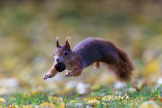Squirrel caught sideways jumping with nut, against a soft autumn background full of energy,