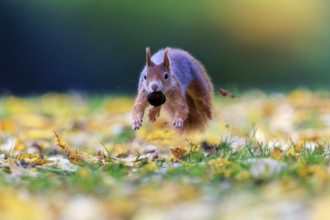 Squirrel hovers just above the meadow with nuts, autumnal colors and soft bokeh create lightness
