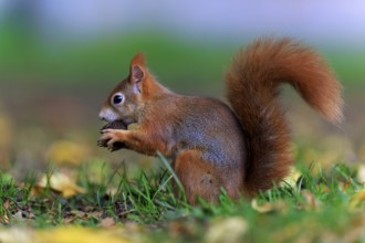 Squirrel nibbling sideways in leaves, squirrel (Sciurus vulgaris), wildlife, Germany