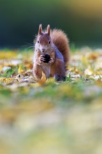 Frontal of a squirrel with a nut in front of fantastic bokeh, squirrel (Sciurus vulgaris),