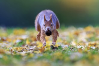 Squirrel jumping across autumnal meadow with a nut, colorful foliage and soft bokeh accentuate the
