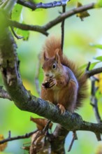 Close portrait of a squirrel with a nut on a branch, soft bokeh and fine fur structure in calm