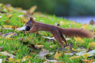 Squirrel hurries across moist autumn grass with nut, sharp motif against soft bokeh conveys