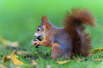 Squirrel sitting in the meadow and eating a nut between fallen leaves, squirrel (Sciurus vulgaris),