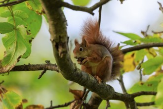 Squirrel sits on a branch and nibbles on a nut, filtered light and leaves create a quiet forest
