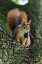 With the nut between its teeth, the squirrel bends forward with curiosity, squirrel (Sciurus