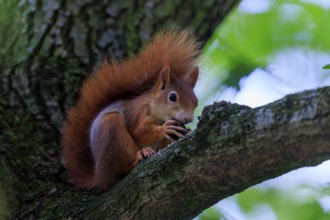 Red squirrel eating a nut on a branch against a soft green background, squirrel (Sciurus vulgaris),