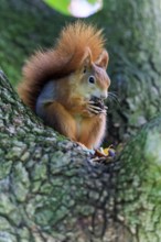 High on the trunk, the squirrel enjoys its nut in quiet surroundings, squirrel (Sciurus vulgaris),