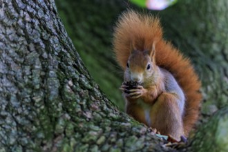 A quiet squirrel sits in a tree and eats a nut, squirrel (Sciurus vulgaris), wildlife, Germany