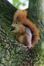 In profile, the squirrel holds onto its nut and appears completely deepened, squirrel (Sciurus