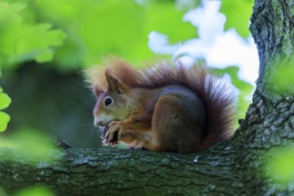 On a branch, the squirrel hides in green leaves and nibbles softly, squirrel (Sciurus vulgaris),