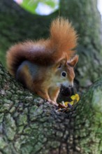 With a nut in its mouth, the squirrel peeks along the trunk ready to jump, squirrel (Sciurus
