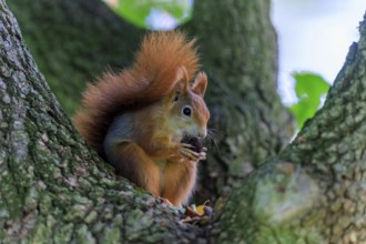 On the side of the tree, a red squirrel is concentrated on its prey, squirrel (Sciurus vulgaris),
