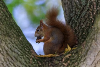 Red squirrel nibbling on a nut surrounded by soft green in a branch fork, squirrel (Sciurus