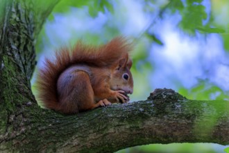 Squirrel lies close to a branch and nibbles calmly on a nut, squirrel (Sciurus vulgaris), wildlife,