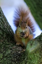 Frontal sitting squirrel holding a nut and looking intently between two trunks, squirrel (Sciurus
