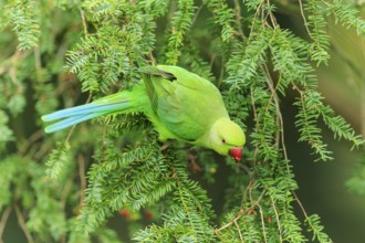 A collared parakeet climbs on hanging conifers and appears calm in lush green, collared parakeet