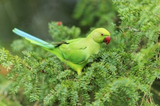 A collared parakeet forages in coniferous green, colorful and clear against a soft background,