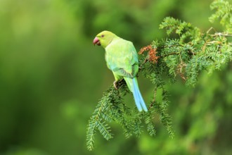 A green collared parakeet resting on a conifer against a soft, bright green background, collared