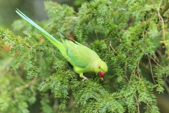 The parakeet bends down and picks a red berry from the coniferous branch, collared parakeet