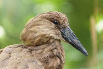 Lateral profile of a hammerhead, sharp gaze and textured plumage against a vivid green background,