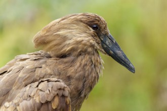 Detailed side view of a hammerhead against gently blurred green, calm atmosphere, Hammerkopf,