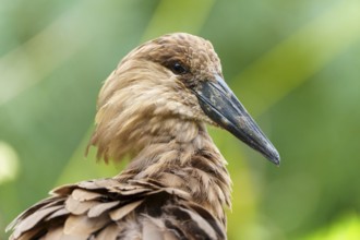 Close portrait of a hammerhead, fine feathers and dark beak in front of soft green bokeh,