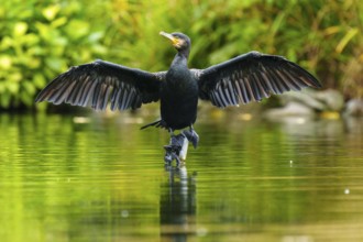 A cormorant spreads its wings on a stone in a quiet pond, the water reflects it, the shore is