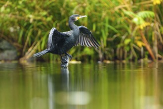 Cormorant stands on a branch in water and dries wings, cormorant, (Phalacrocorax carbo), wildlife,