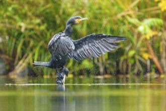 Cormorant throws off water, wings wide open, cormorant, (Phalacrocorax carbo), wildlife, Germany