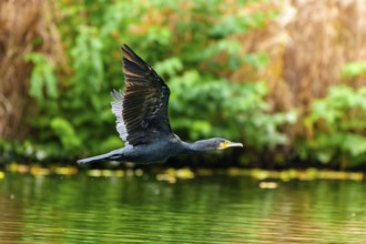 Cormorant flying low along the shore, cormorant, (Phalacrocorax carbo), wildlife, Germany