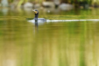 Cormorant glides calmly through shimmering green water, cormorant, (Phalacrocorax carbo), wildlife,