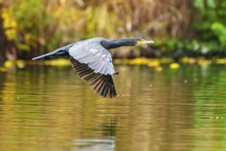 Cormorant flying just above calm water against a green-gold background, cormorant, (Phalacrocorax