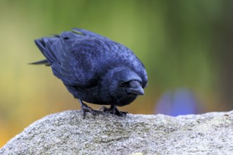 Curiously tilted crow on a rock in front of cool green-purple bokeh, raven crow (Corvus corone)