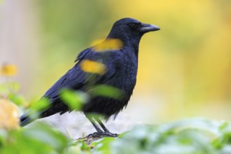 Crow in profile between blurred leaves in front of warm autumn bokeh, raven crow (Corvus corone)