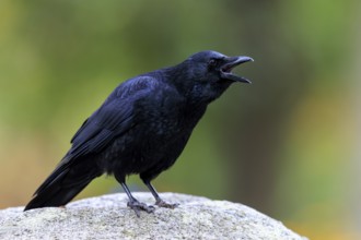 Calling crow with open beak on a stone in front of soft green, raven crow (Corvus corone) wildlife,