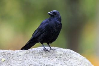 Crow portrayed sideways on stone in front of gentle bokeh, raven crow (Corvus corone) wildlife,