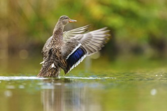 The mallard stretches its wings and is reflected in the soft green of still water, mallard (Anas
