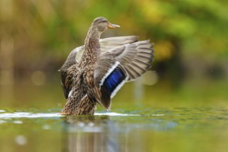 The mallard rises in water, the blue wing mirror shines in soft light, mallard (Anas