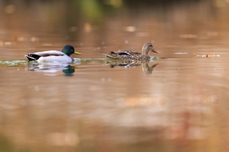 A pair of ducks draw tracks on copper-colored water, surrounded by warm autumn bokeh, mallard (Anas