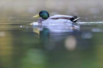 A drake glides alone across the still water, surrounded by soft shades of green and yellow, mallard