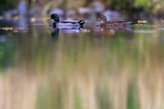 Two mallards swim sideways in front of reed-like reflections in muted shades of green and brown,