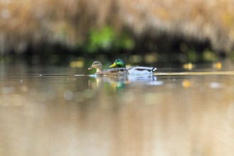 A pair of ducks moves softly across shimmering golden water in warm autumn light, mallard (Anas