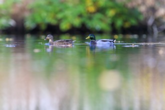 Two mallards glide quietly across a green, reflecting pond in soft autumn light, mallard (Anas
