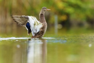 The duck raises its wings and shows the white undersides over the shimmering green water, mallard